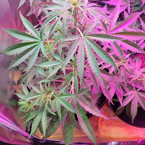 Gorilla Glue #4 growlog timeline photo