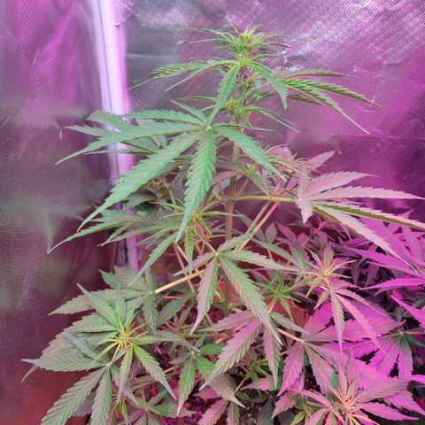 Súper Lemon Haze auto growlog timeline photo