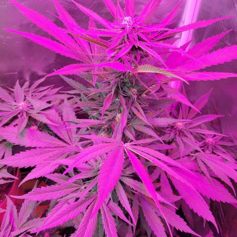 Runtz Auto growlog timeline photo