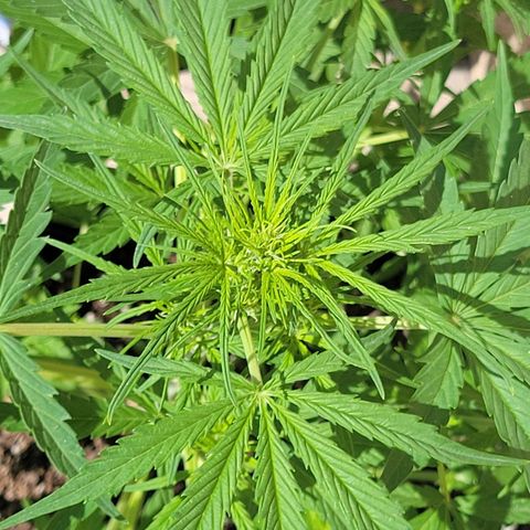 Gorilla Glue #4 growlog timeline photo
