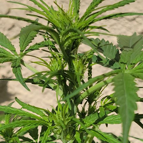 Gorilla Glue #4 growlog timeline photo