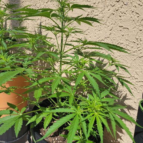 Gorilla Glue #4 growlog timeline photo