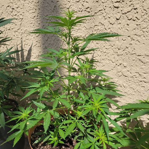 Súper Lemon Haze auto growlog timeline photo