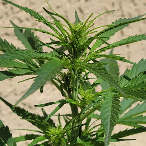 Súper Lemon Haze auto growlog timeline photo