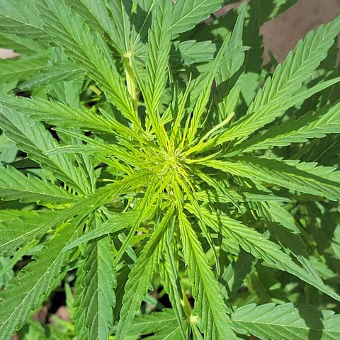 Súper Lemon Haze auto growlog timeline photo