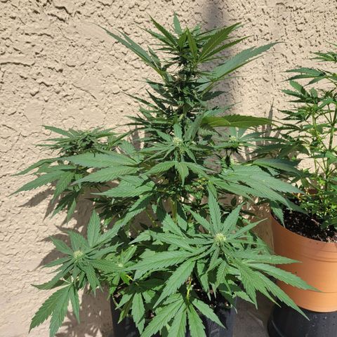 Runtz Auto growlog timeline photo