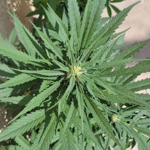 Runtz Auto growlog timeline photo