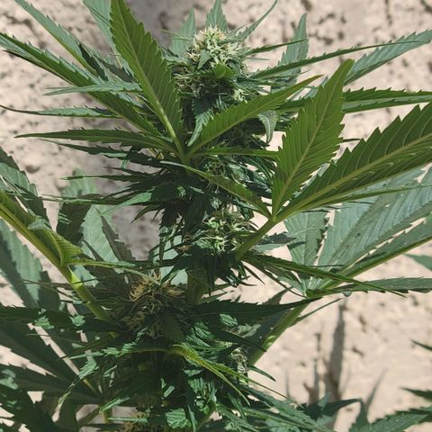 Runtz Auto growlog timeline photo