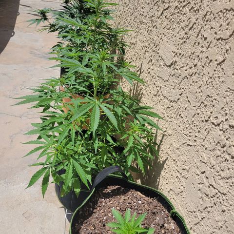 Súper Lemon Haze auto growlog timeline photo