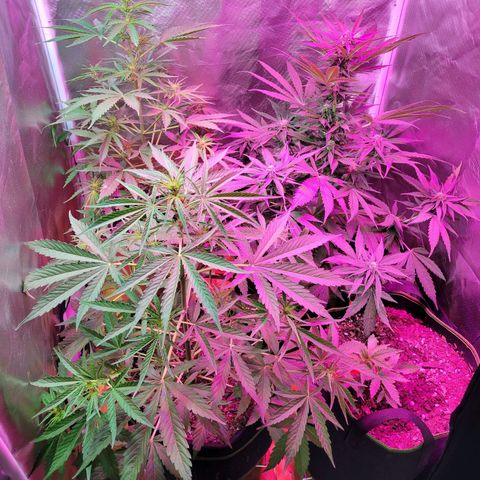 Súper Lemon Haze auto growlog timeline photo