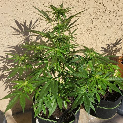 Runtz Auto growlog timeline photo