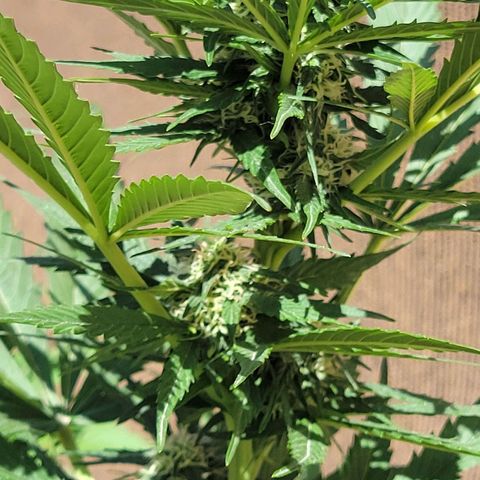 Runtz Auto growlog timeline photo
