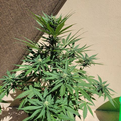 Runtz Auto growlog timeline photo
