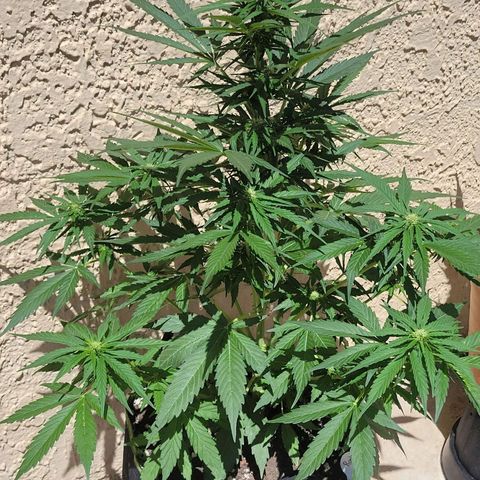Runtz Auto growlog timeline photo