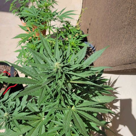 Runtz Auto growlog timeline photo