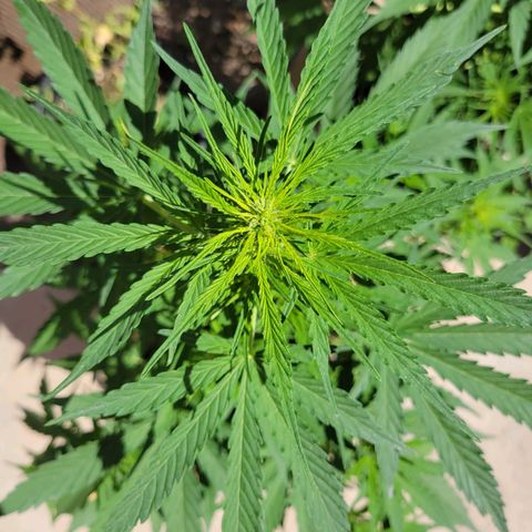 Súper Lemon Haze auto growlog timeline photo