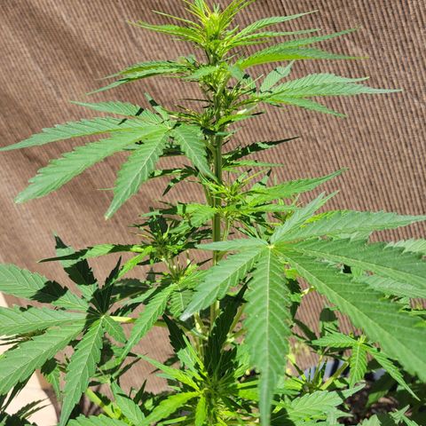 Súper Lemon Haze auto growlog timeline photo