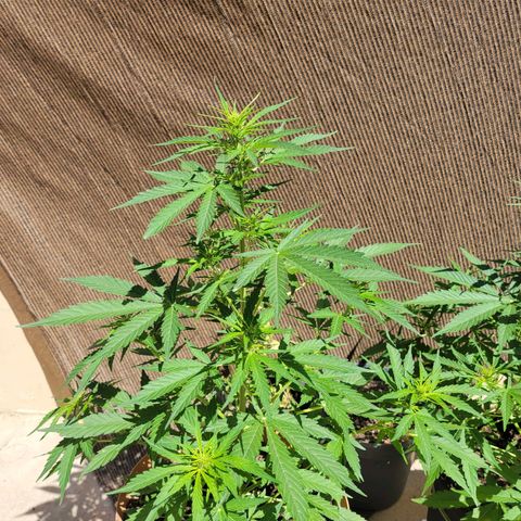 Súper Lemon Haze auto growlog timeline photo