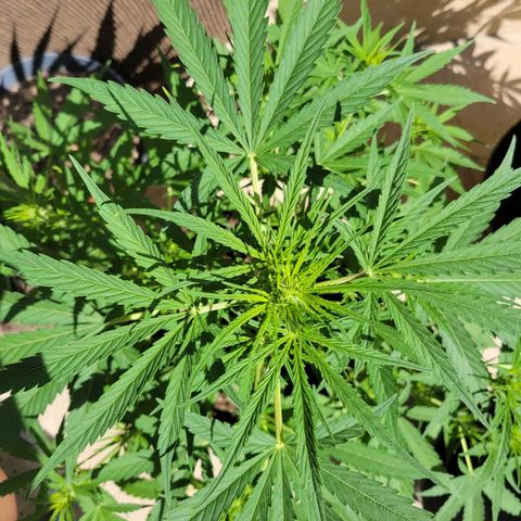 Gorilla Glue #4 growlog timeline photo