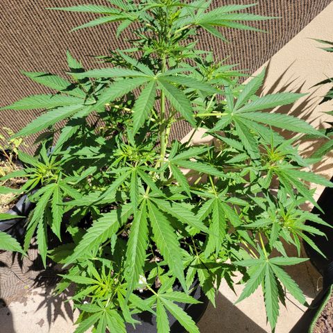 Gorilla Glue #4 growlog timeline photo