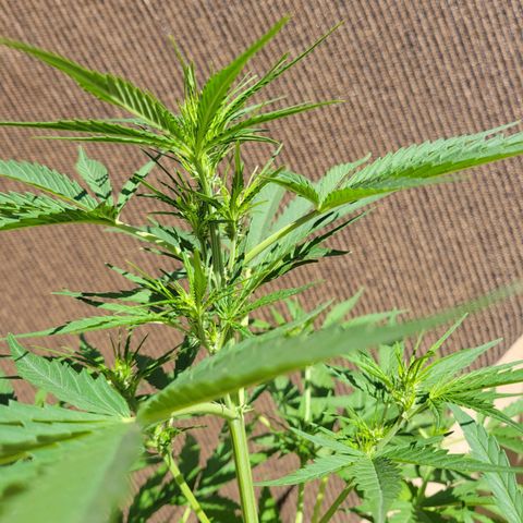 Gorilla Glue #4 growlog timeline photo