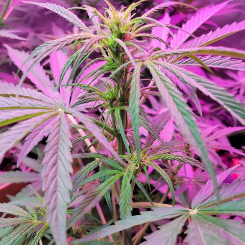 Gorilla Glue #4 growlog timeline photo