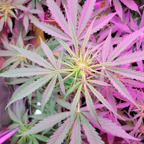 Gorilla Glue #4 growlog timeline photo