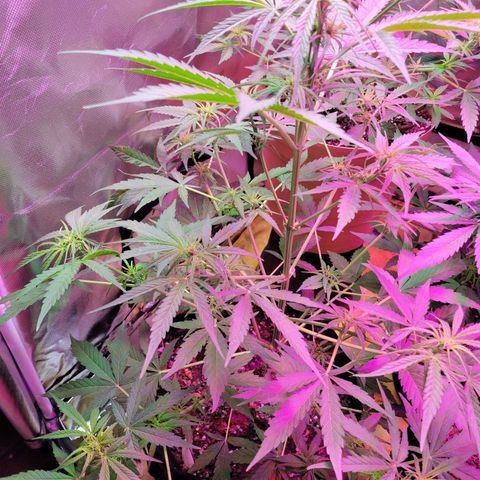 Gorilla Glue #4 growlog timeline photo