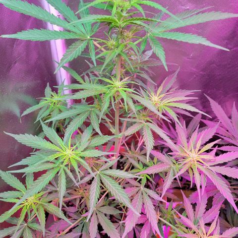 Súper Lemon Haze auto growlog timeline photo