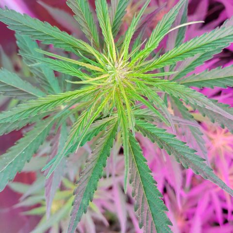 Súper Lemon Haze auto growlog timeline photo