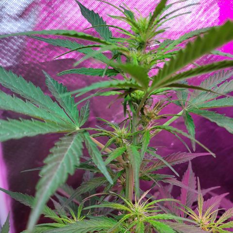 Súper Lemon Haze auto growlog timeline photo