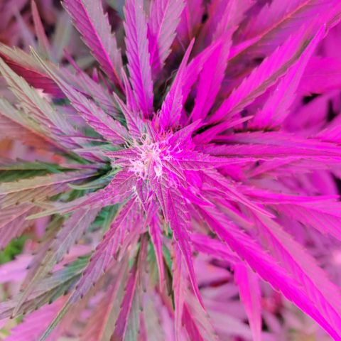 Runtz Auto growlog timeline photo