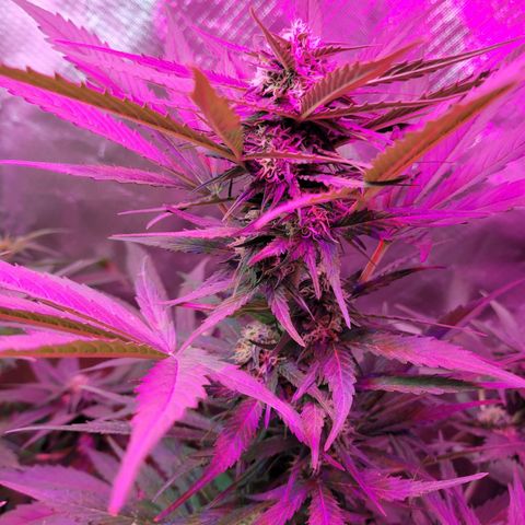 Runtz Auto growlog timeline photo