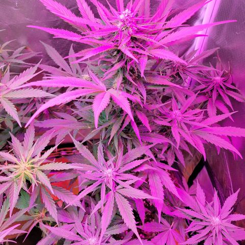 Runtz Auto growlog timeline photo