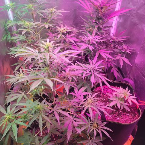 Súper Lemon Haze auto growlog timeline photo