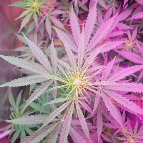 Gorilla Glue #4 growlog timeline photo