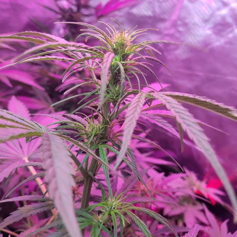 Gorilla Glue #4 growlog timeline photo