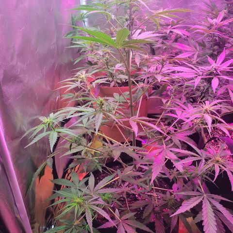 Gorilla Glue #4 growlog timeline photo