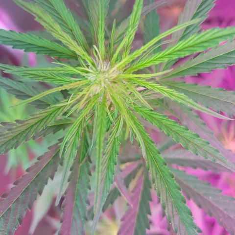 Súper Lemon Haze auto growlog timeline photo