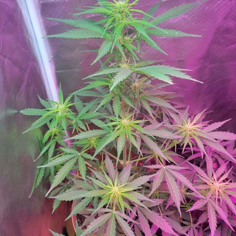 Súper Lemon Haze auto growlog timeline photo