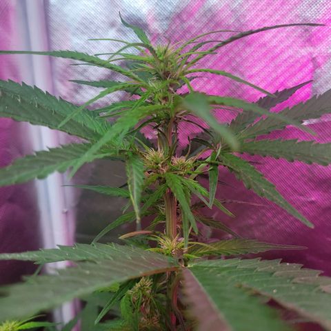 Súper Lemon Haze auto growlog timeline photo