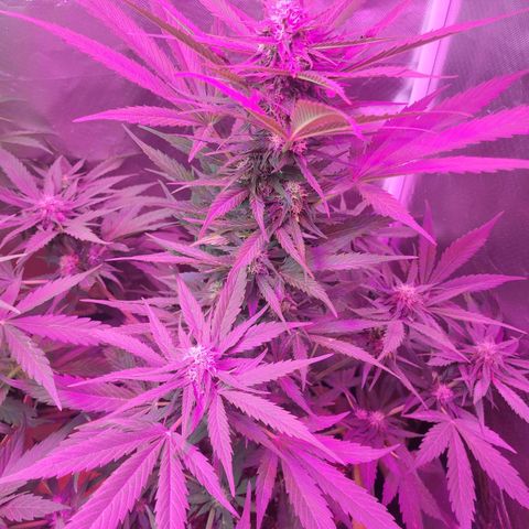 Runtz Auto growlog timeline photo