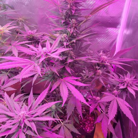 Runtz Auto growlog timeline photo