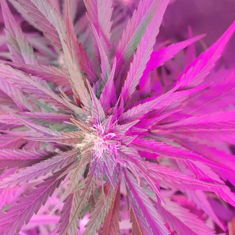 Runtz Auto growlog timeline photo
