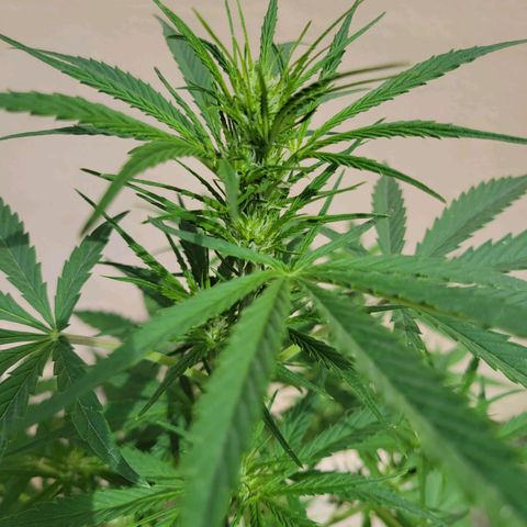 Gorilla Glue #4 growlog timeline photo