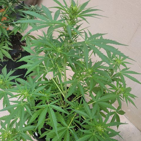 Gorilla Glue #4 growlog timeline photo