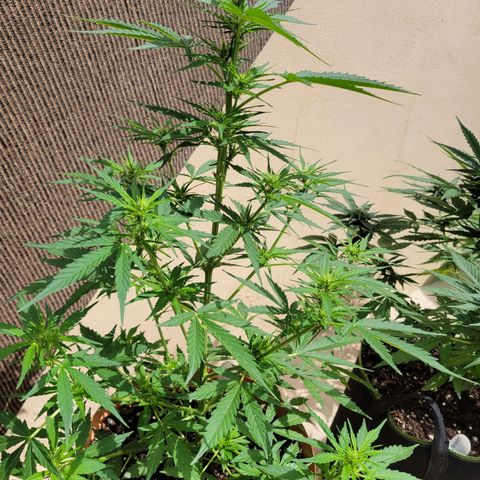 Súper Lemon Haze auto growlog timeline photo