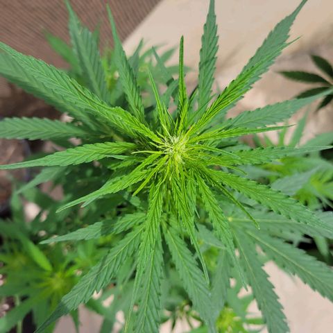 Súper Lemon Haze auto growlog timeline photo