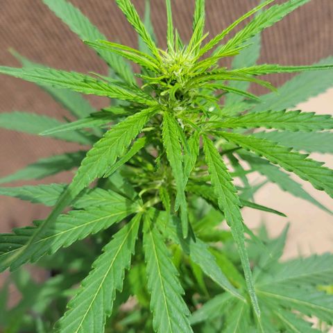 Súper Lemon Haze auto growlog timeline photo