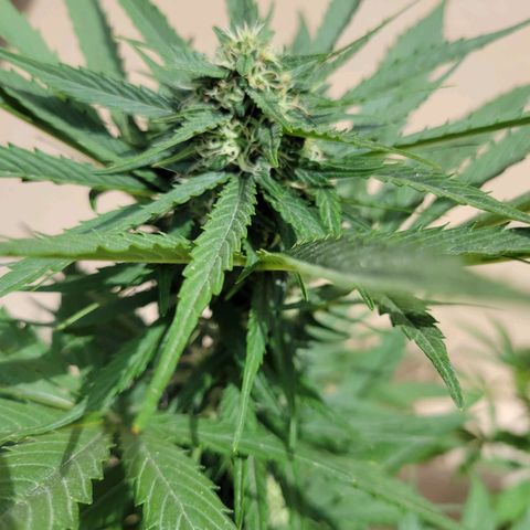 Runtz Auto growlog timeline photo